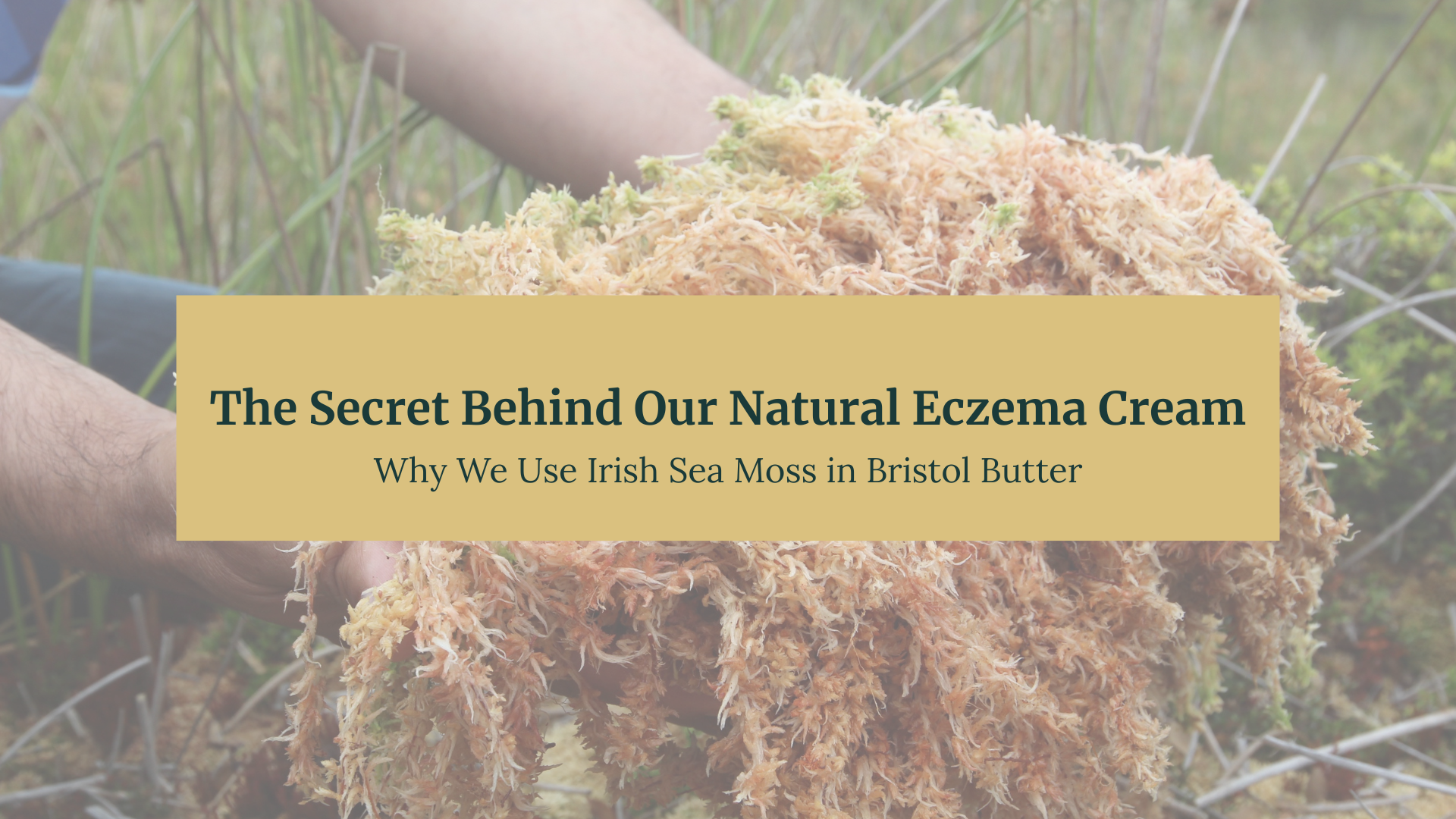 The Power of Irish Sea Moss: Why Our Natural Eczema Cream Actually Works
